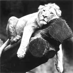 nuevo 02.jpg (7601 bytes)